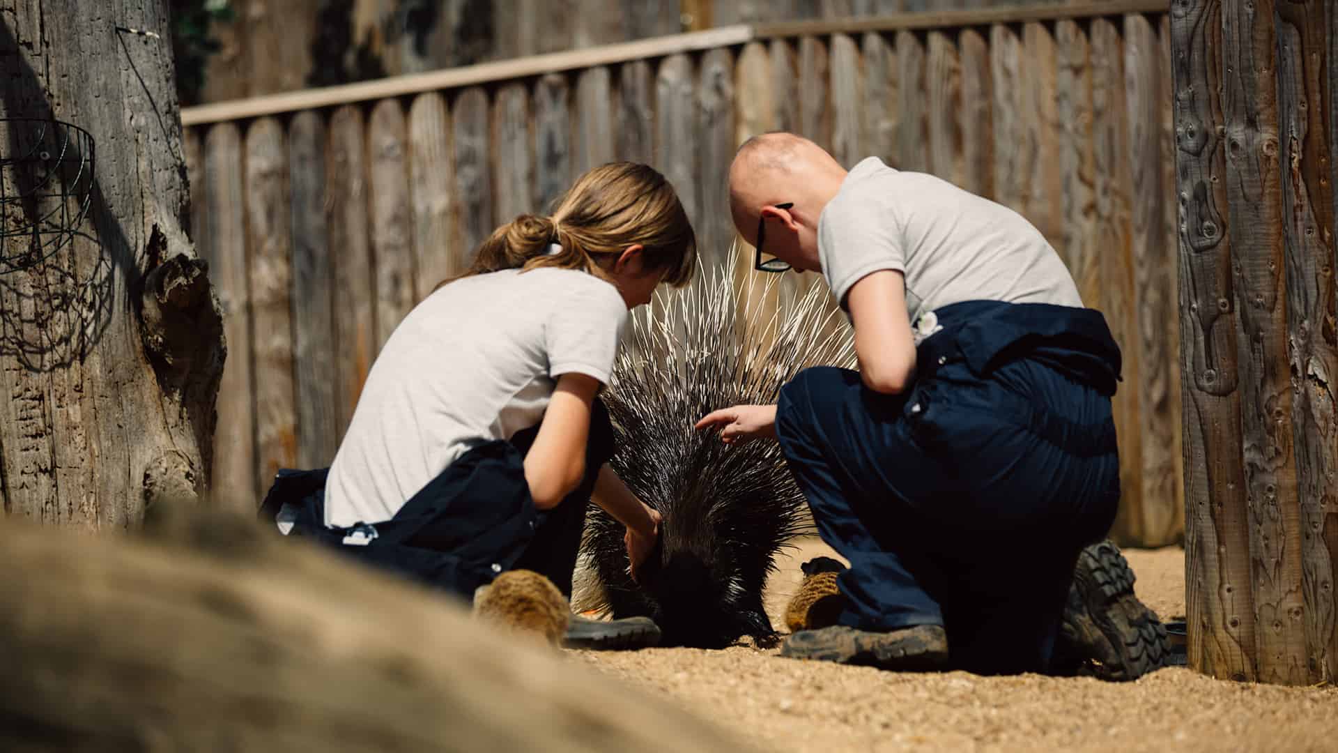 Two students petting a porcupine
