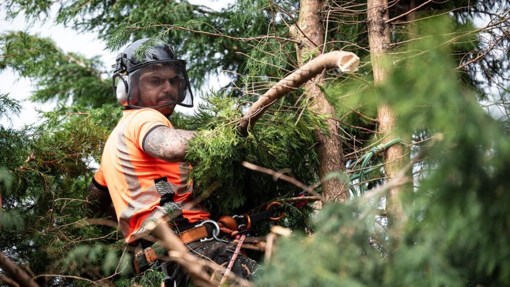 Student cutting down tree branches