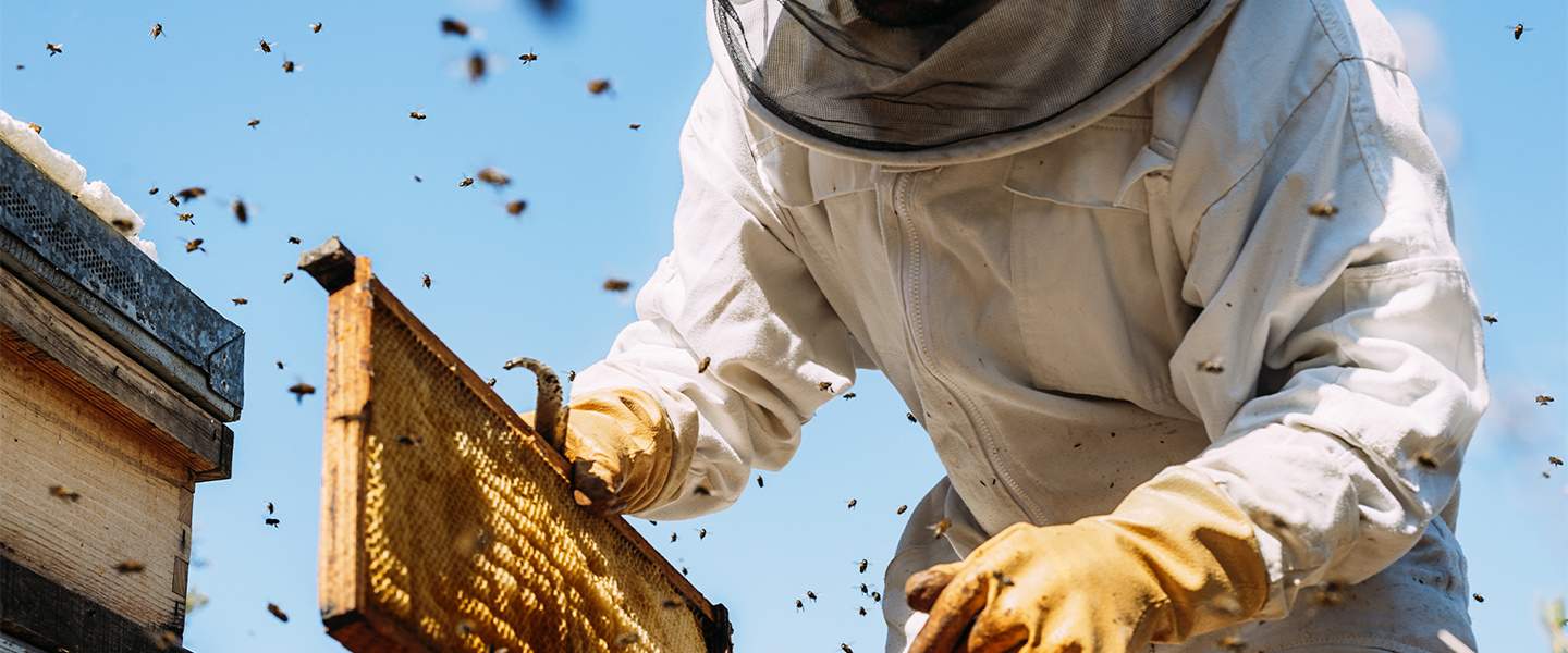 Beekeeper in hive