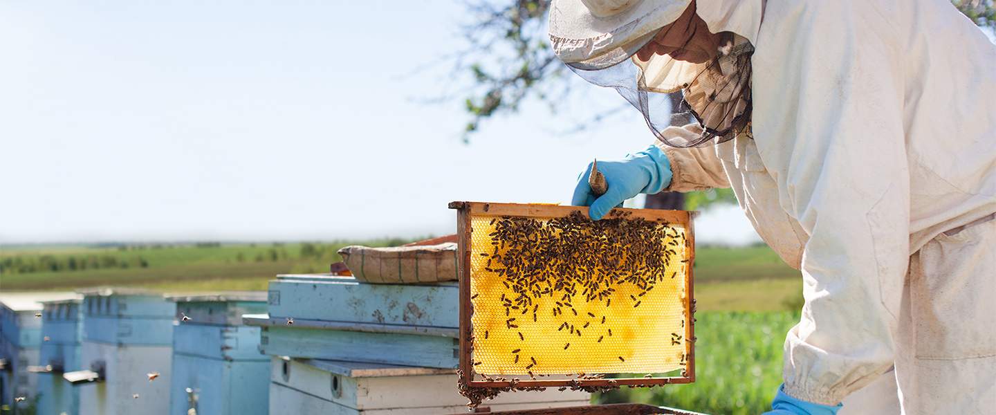 Beekeeping