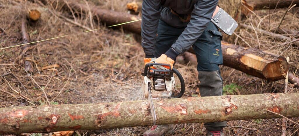 Felling tree with chainsaw