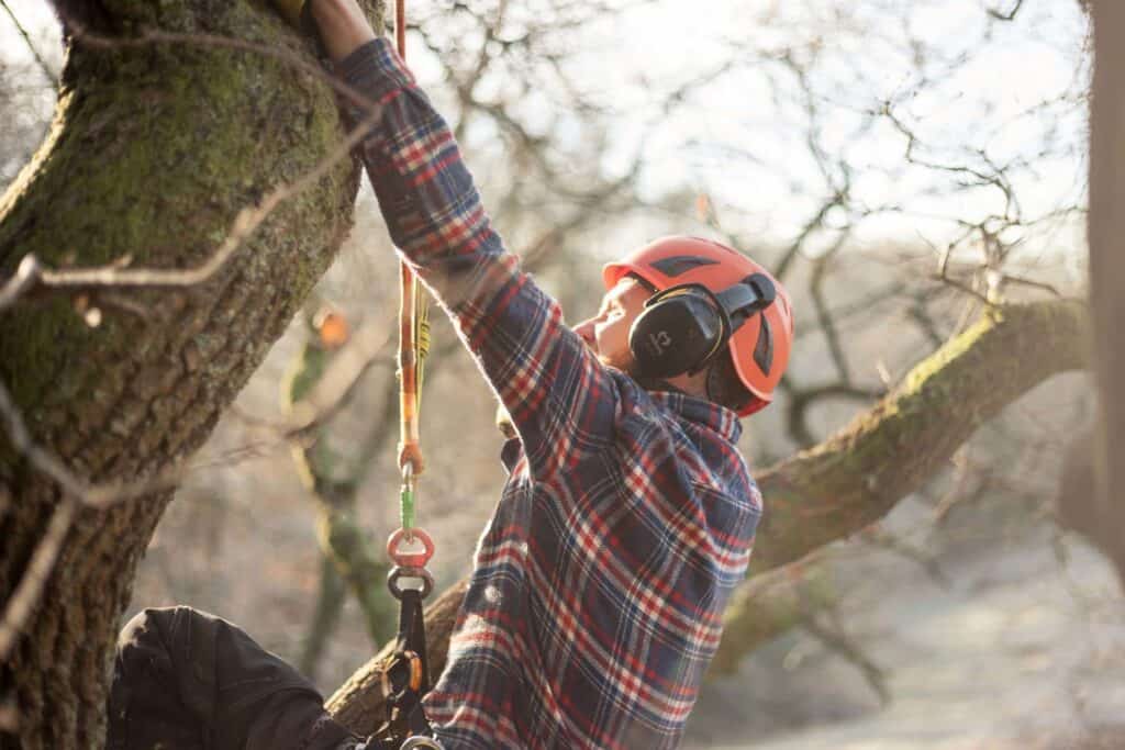 student working on a tree