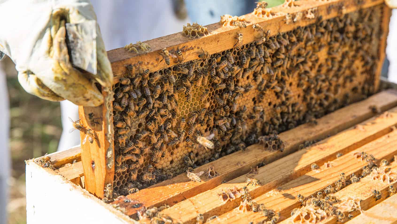 Hive, bees and honey