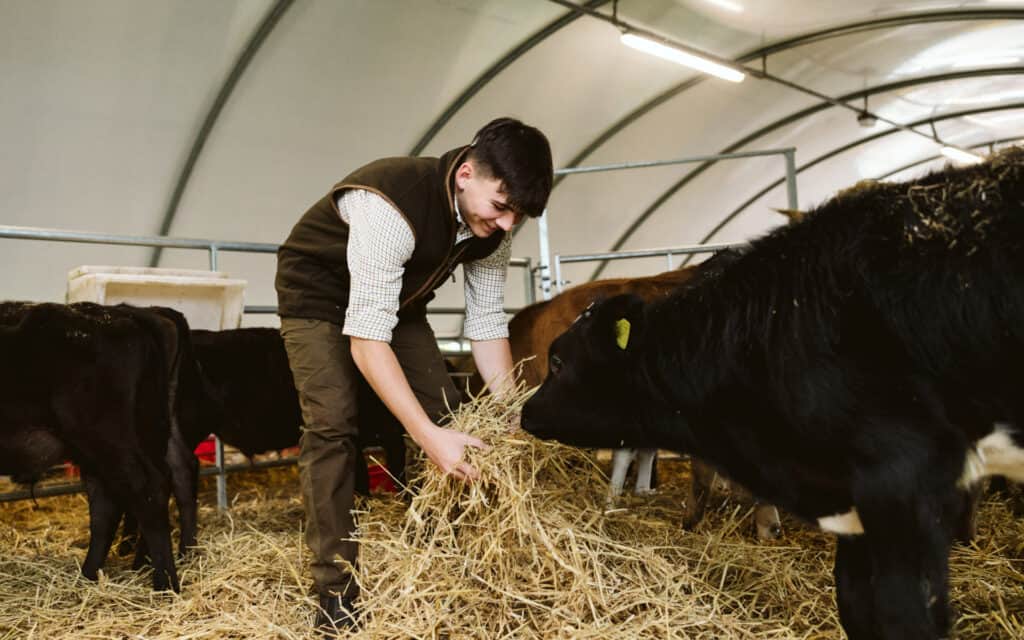 Student feeding cows