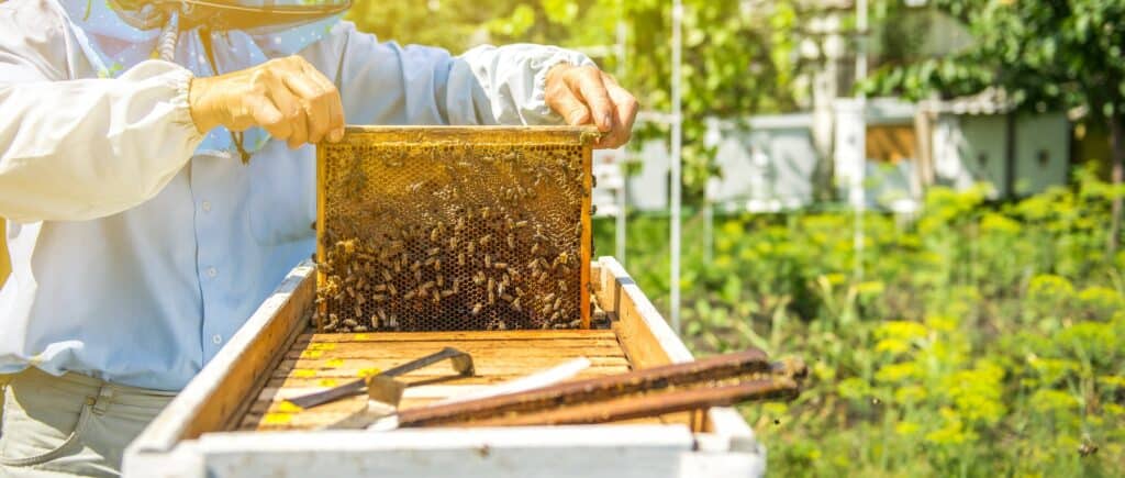 Beekeeping