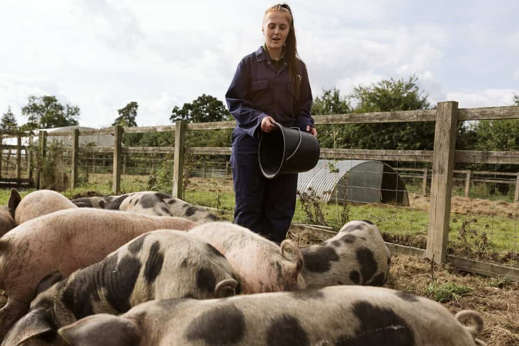 animal management student with pigs