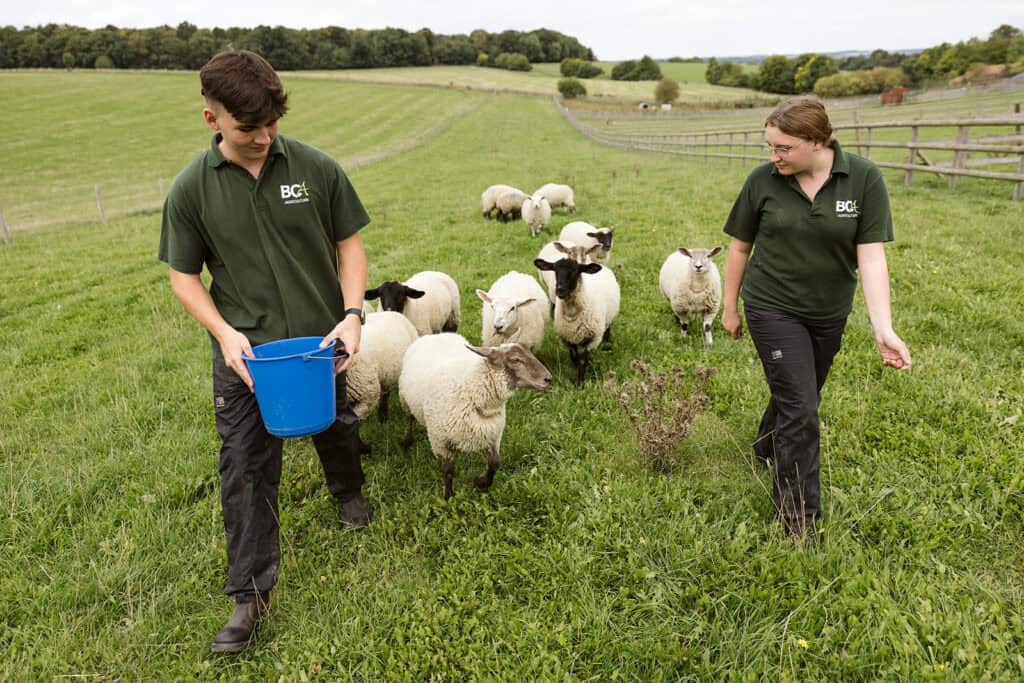 agriculture students with sheep