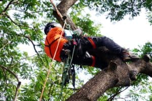 arborist