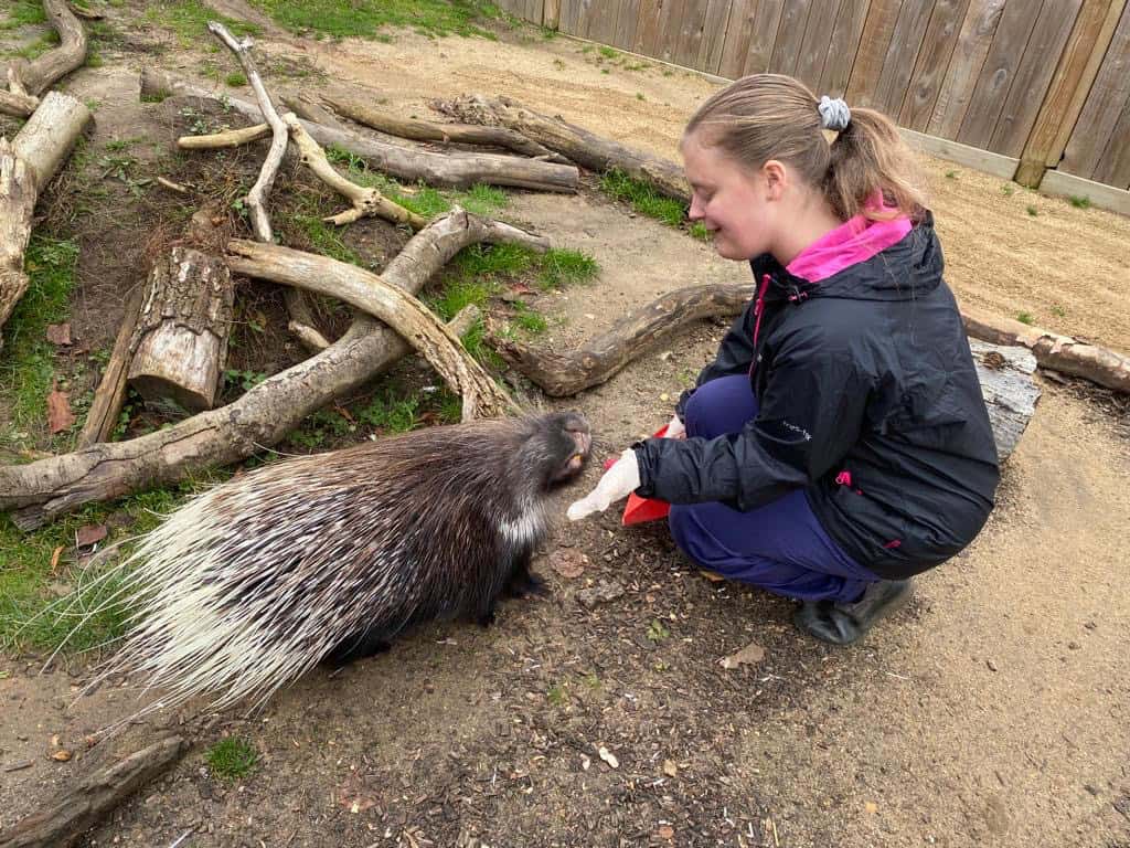 An ALFIE student petting the porcupine at BCA