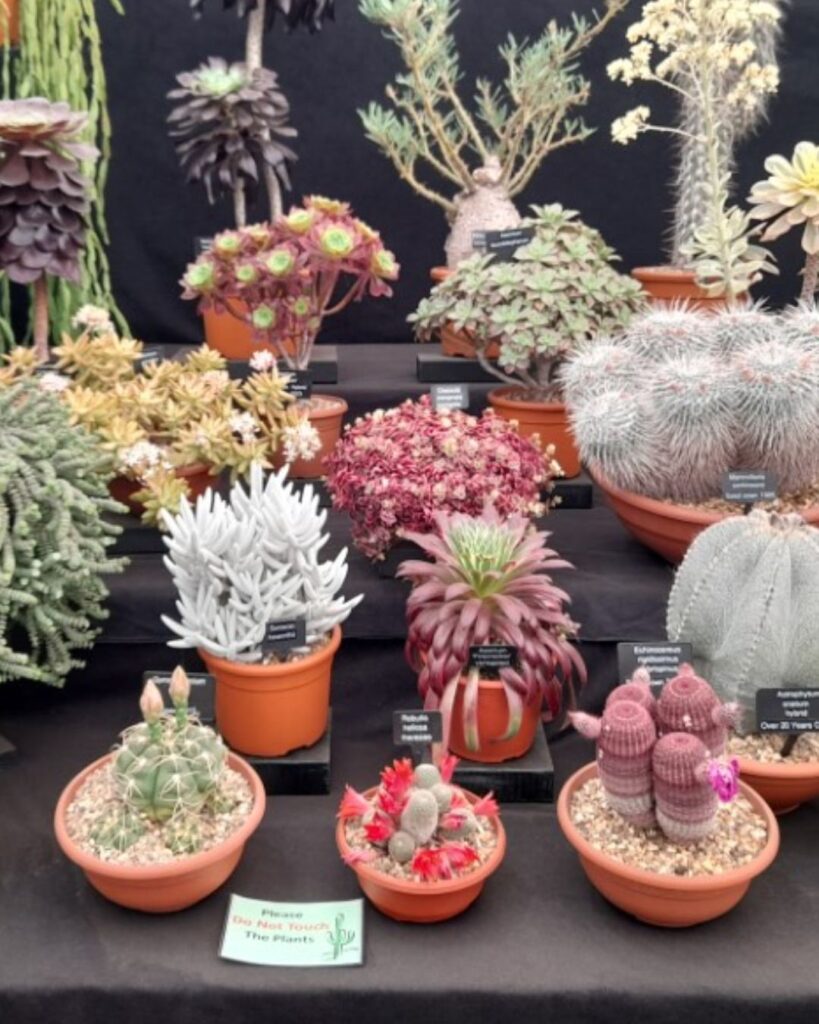 A display of potted flowers