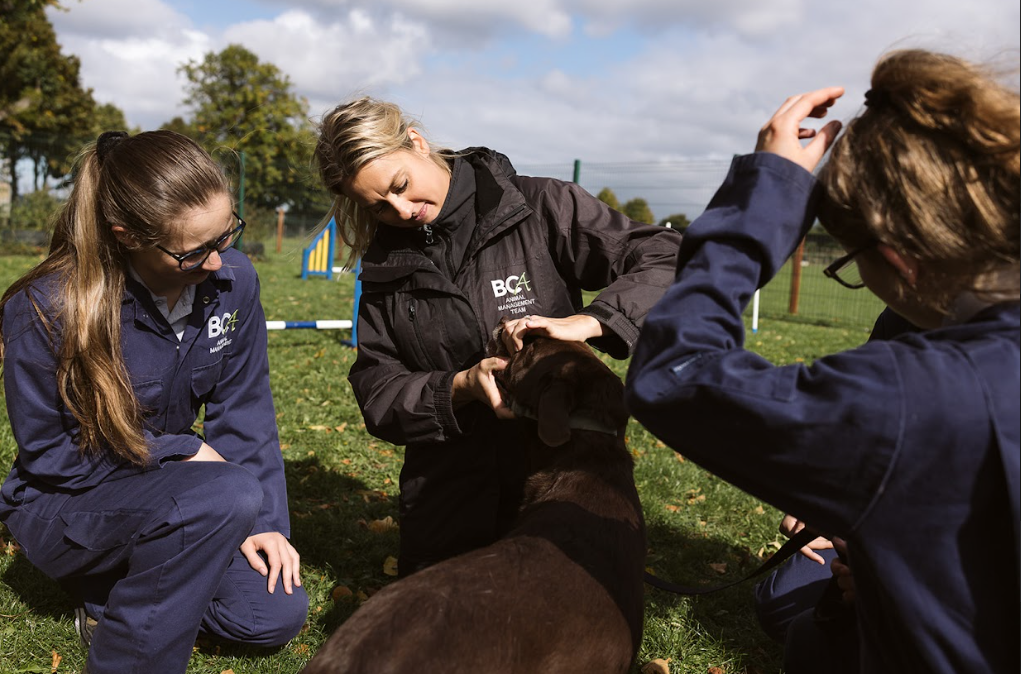 animal students with a dog